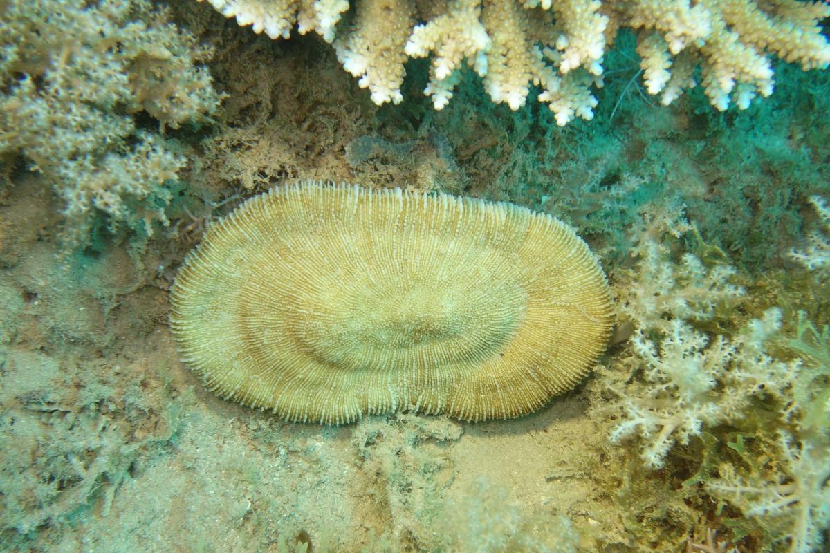 Corail de forme allongé
