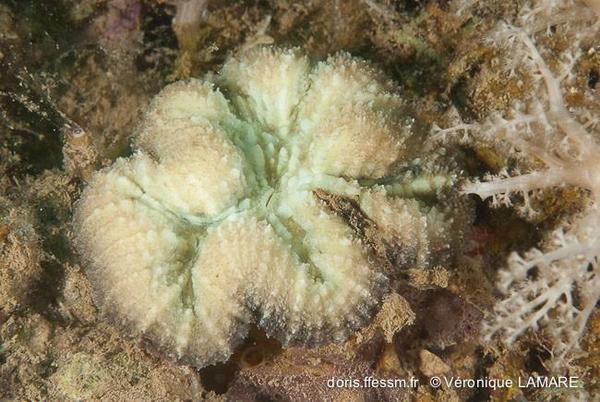 corail de jour de Mayotte