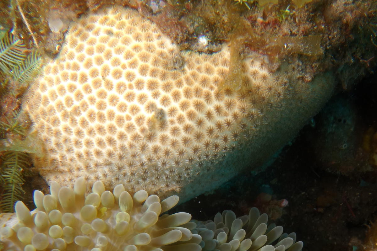 Corail de Martinique