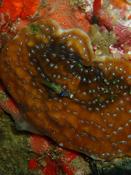 Corail de Martinique - une Agaricia ?