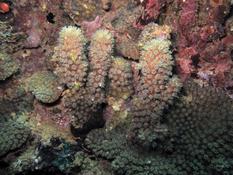 Corail de Mayotte