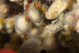 Corail de Méditerranée