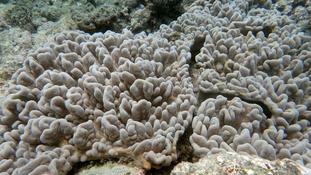 Corail de Nouvelle-Calédonie Sarcophyton?