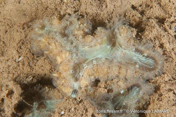 corail de nuit