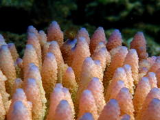 Corail de type Acropora ?