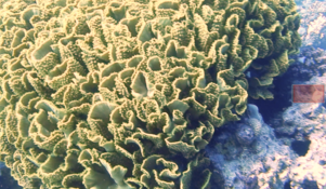 corail denté ?