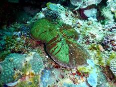 corail dur solitaire  ?