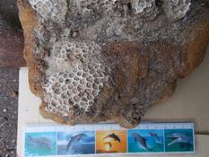 corail en épave ?