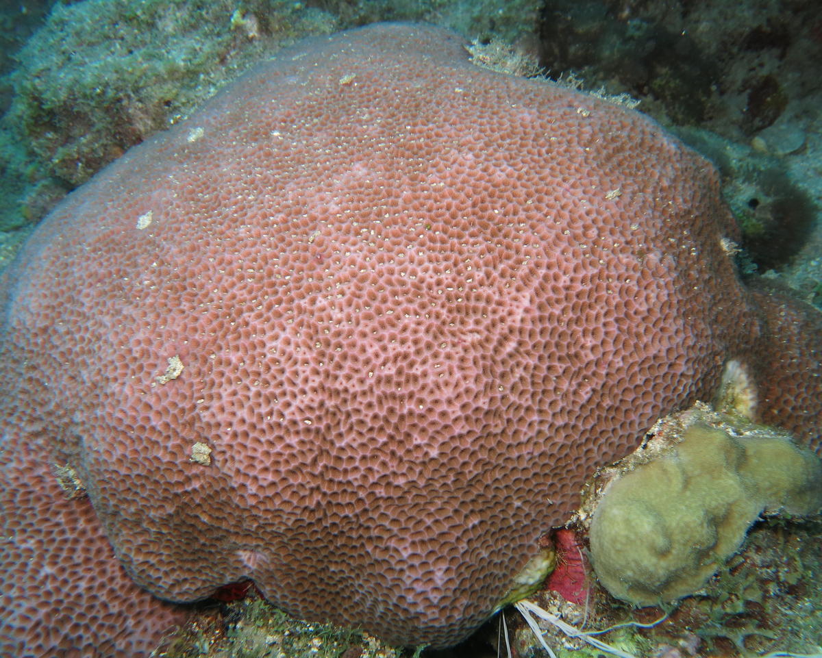 <p>Bonjour,</p><p>Si ça vient des Caraïbes, ça me fait penser au corail starlette massif : <em>Siderastrea siderea</em><br></p><p>Adrien<br>  </p>