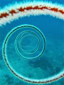 Corail en spirale