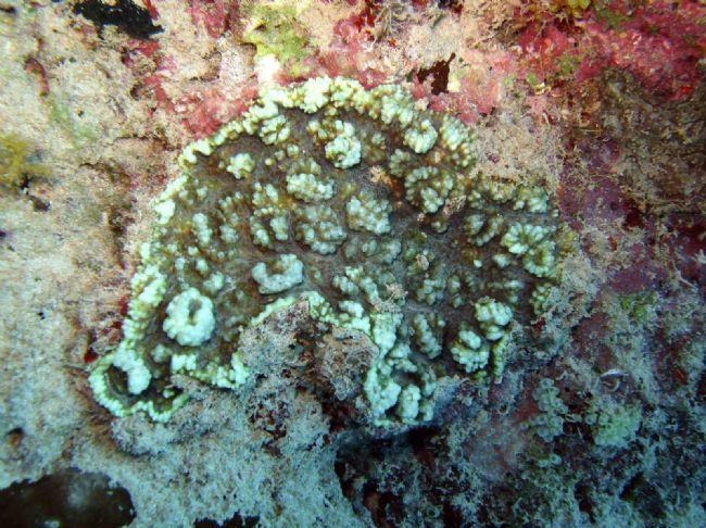 Corail encroûtant de Mayotte