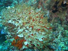 Corail envahi corail