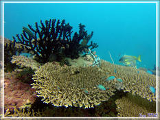 Corail ? Eponge ?