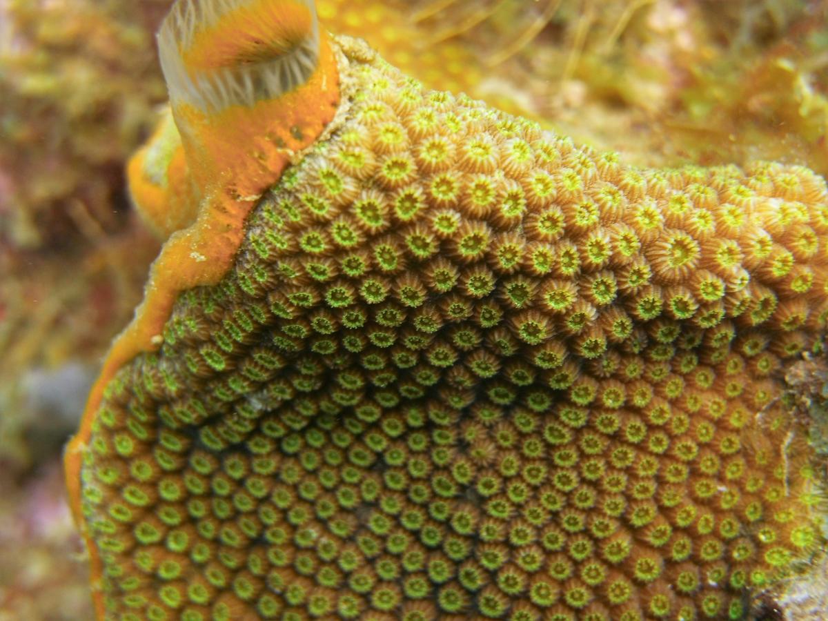 corail et/ou éponge