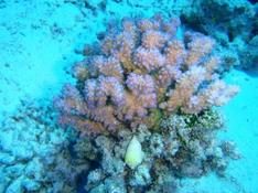 corail et porcelaine?
