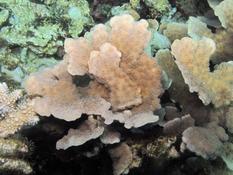 Corail feuille de Mayotte