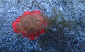 Corail fleur ou...?