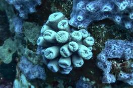 Corail fleur? Tubastrée? ou autre ?
