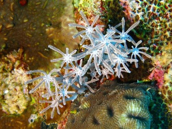 corail fleur