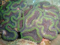 Corail fluorescent ?