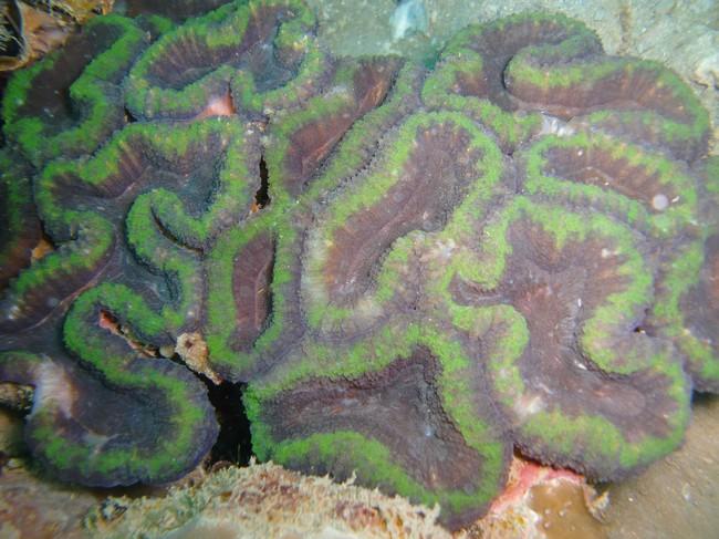 Corail fluorescent ?