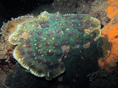 Corail galette de Mayotte