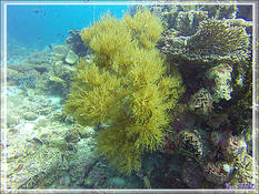 Corail ? Gorgone ? Autre ?
