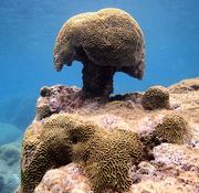 Corail Guadeloupe