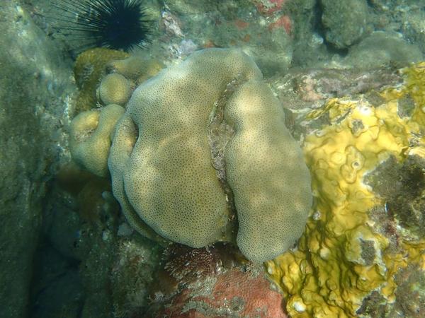 corail Guadeloupe identification