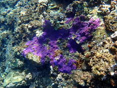 Corail inconnu