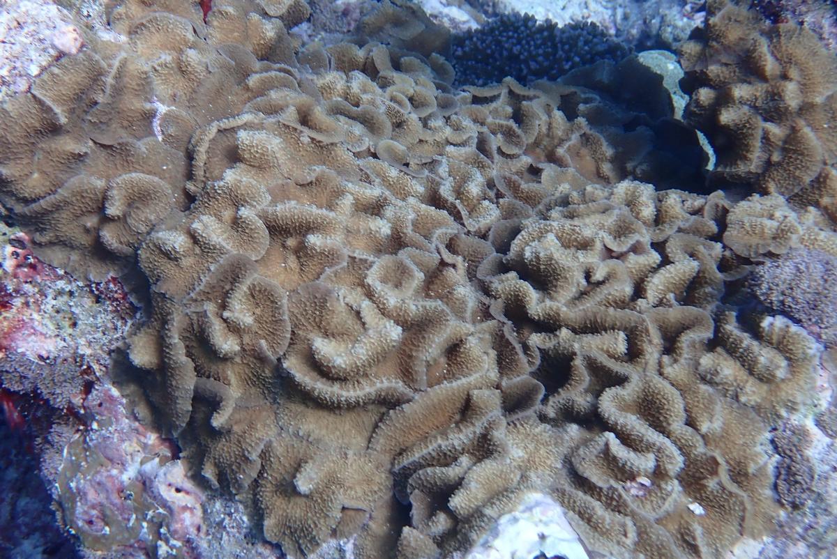corail inconnu dans ma photothèque : je sèche