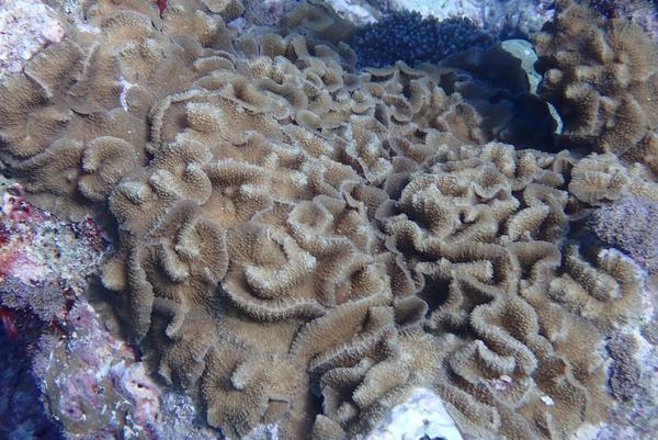 corail inconnu dans ma photothèque : je sèche