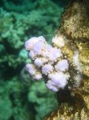 corail indéterminé mer rouge