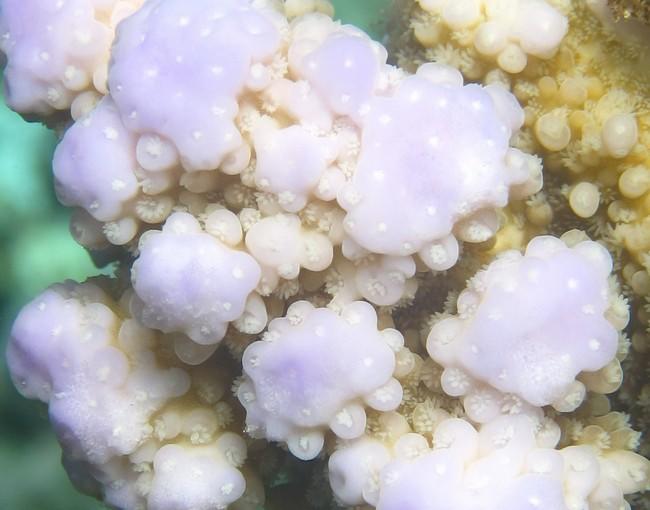 je joins un zoom sur les calices et les polypes