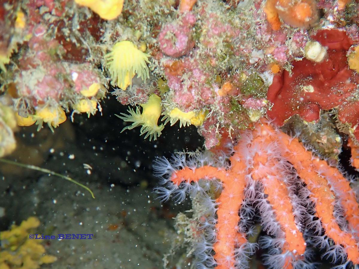 corail jaune solitaire ou médrepore?
