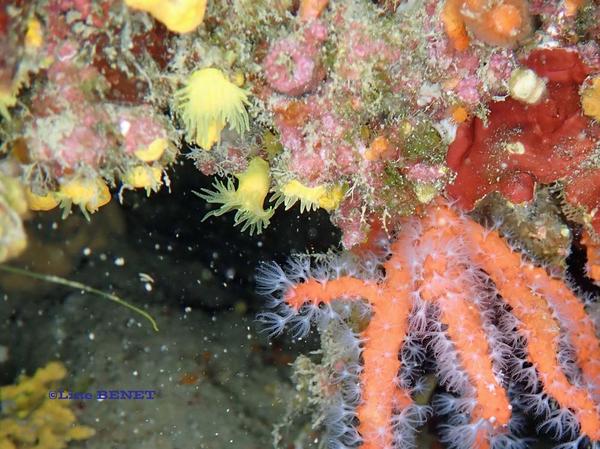 corail jaune solitaire ou médrepore?