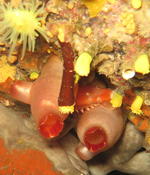 Corail jaune solitaire recouvert ?