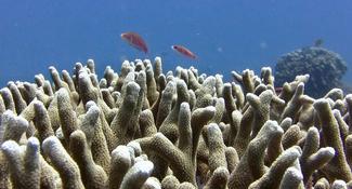 Corail & Labres