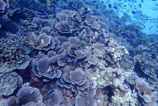 corail laitue ou corail épineux