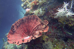 Corail-laitue ou éponge à Cuba