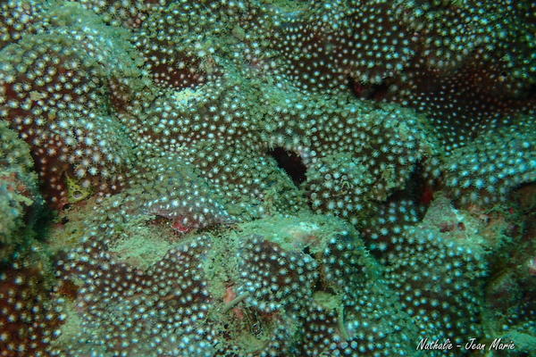Corail madréporaire