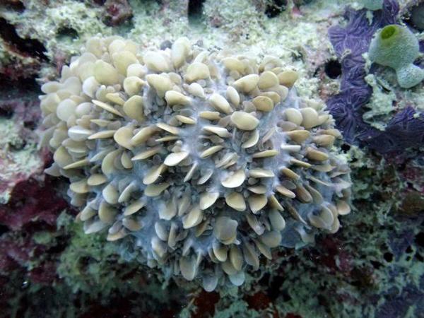 Corail Maldives