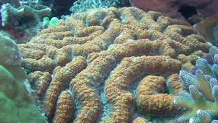 Corail méandroïde ?