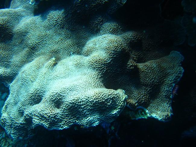 corail mer rouge