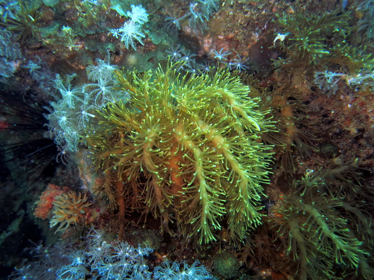 Corail mou
