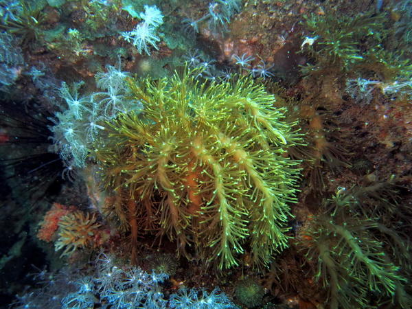 Corail mou