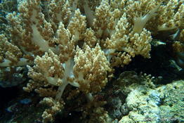 corail mou