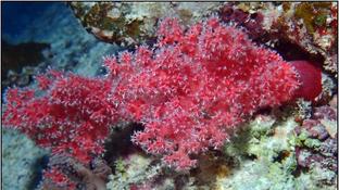 Corail mou du genre Dendronephthya ?