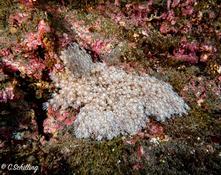 Corail mou ou autre?