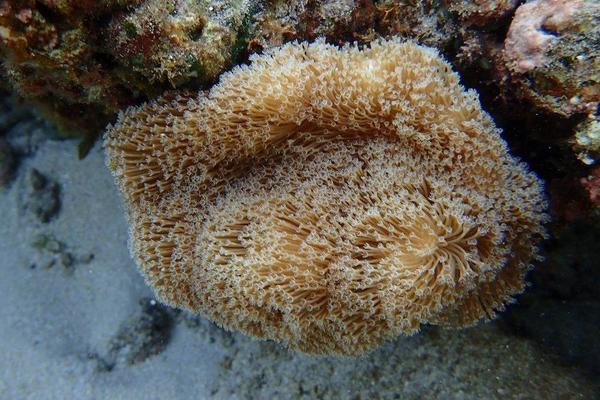 corail mou ou corallimorphe ou corail-anémone de la Réunion ou autre. Qui peut m'aider ? 